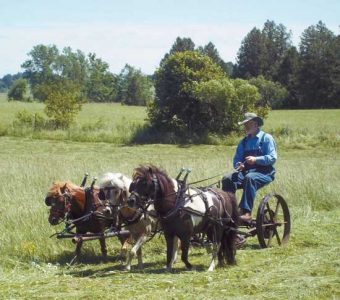 Miniature Horses Used for Making Hay Image